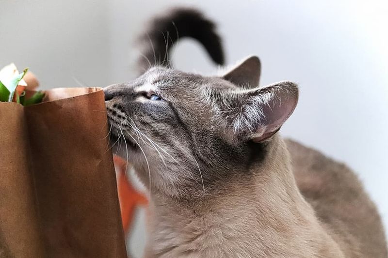 Introduce New Scents