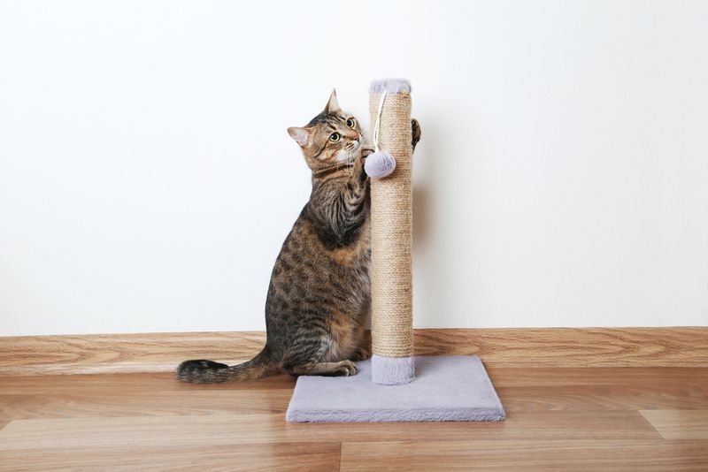 Failing To Provide Scratching Posts