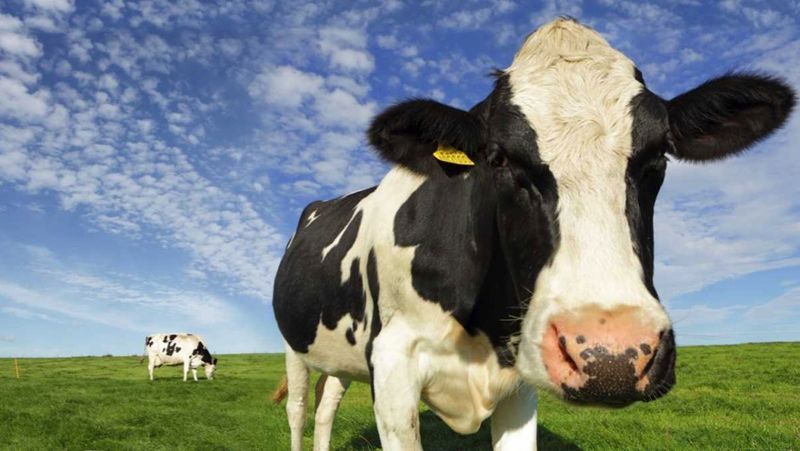 When Separated From The Herd
