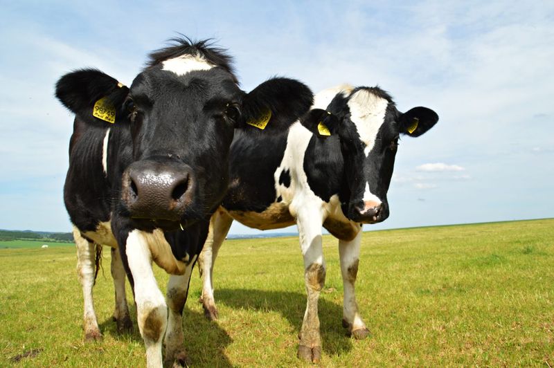 Seeking Attention From Other Cows