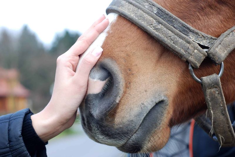 Nostril Nuzzling