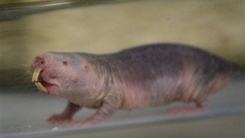Resistance To Cancer