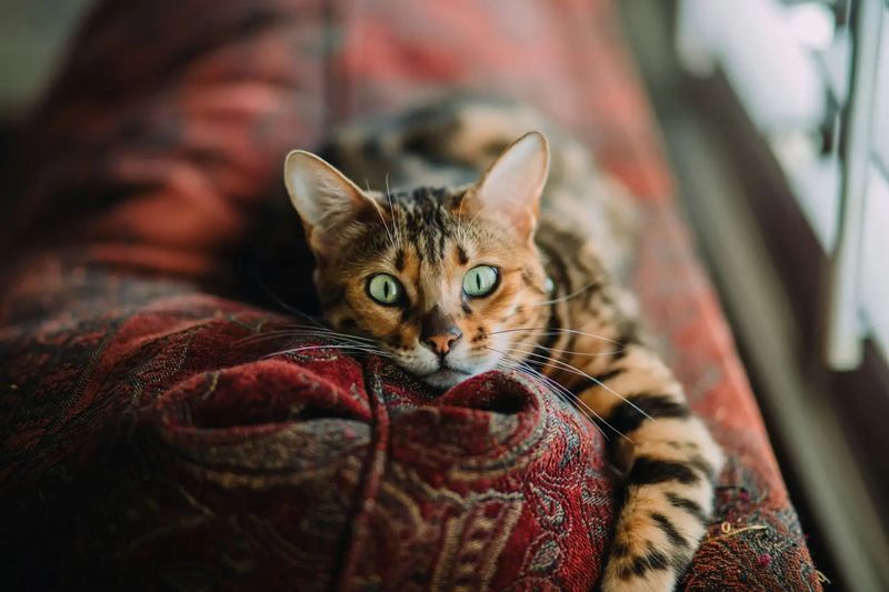 Coat Care