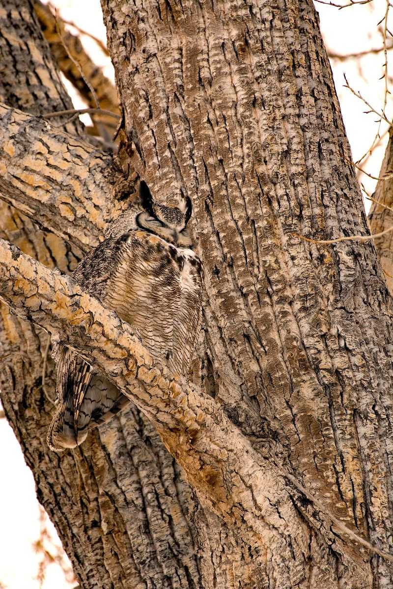 Stealth Mode: Engaged!