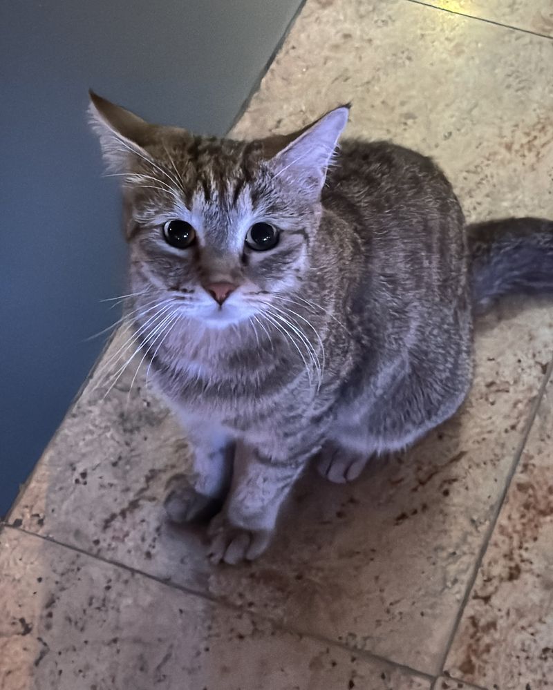 FIV And FeLV Stigma