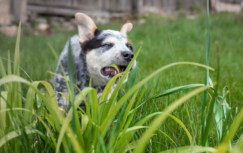 The Mysterious Grass-Eating Habit