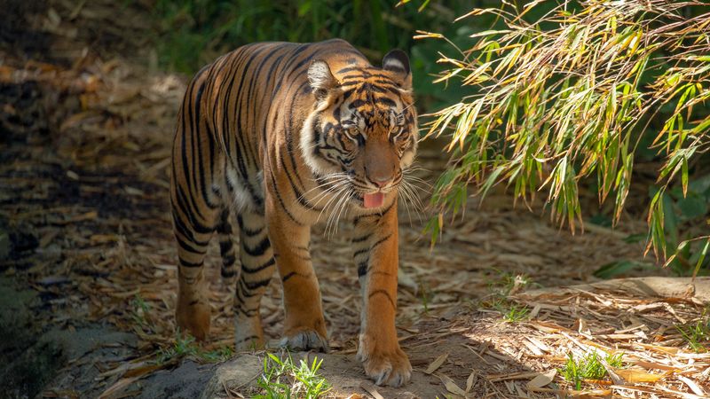 Vanishing Stripes: Sumatran Tiger