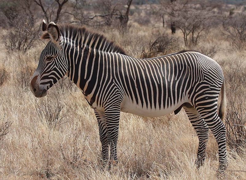 Vanishing Stripes: Grevy's Zebra