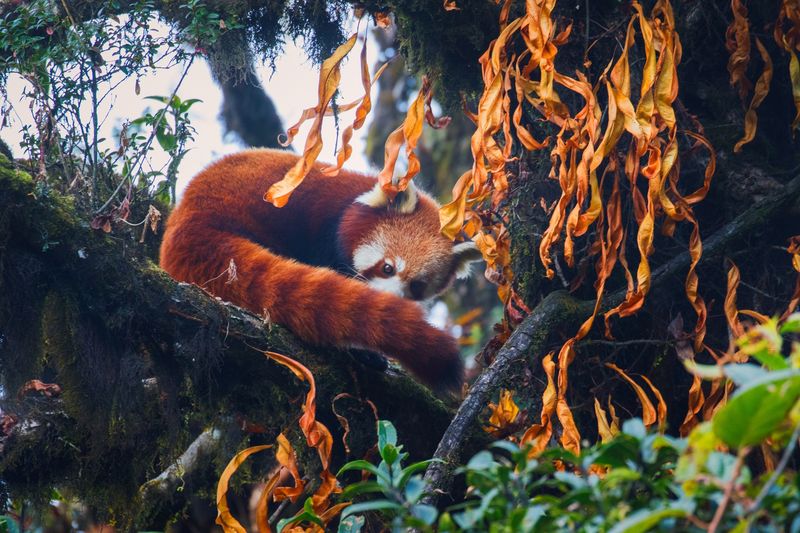 Bamboo Refugee: Red Panda