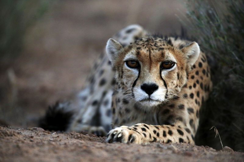 Fading Spots: Asiatic Cheetah