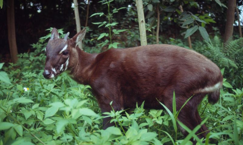 Last Dance: Saola