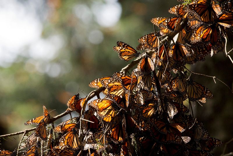 Fluttering Away: Monarch Butterfly