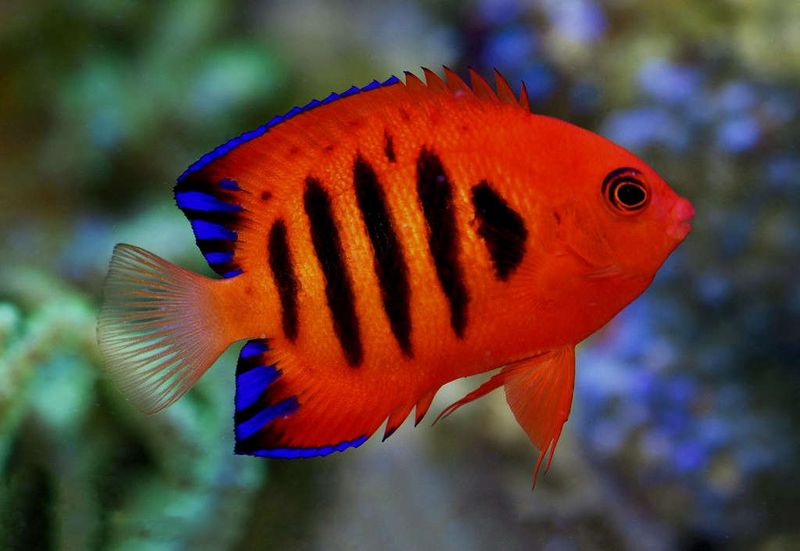 Flame Angelfish