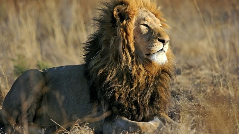 Lions Always Roar
