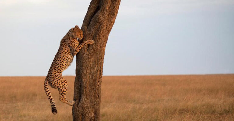 Fascinating Myths About Big Cats That Have Been Debunked