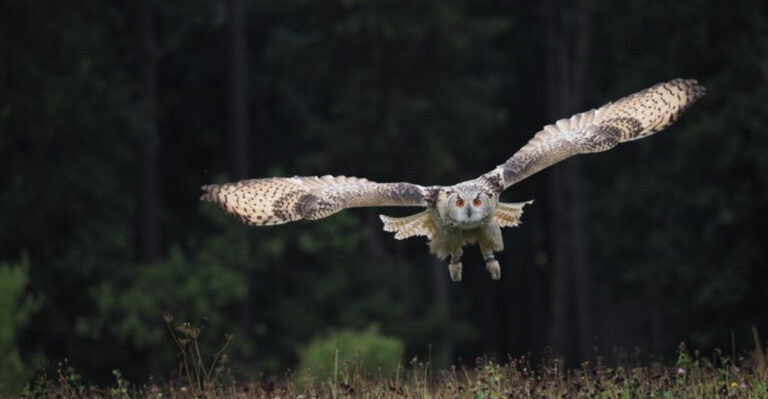 Fascinating Things You Didn’t Know About Owls And Their Silent Flight