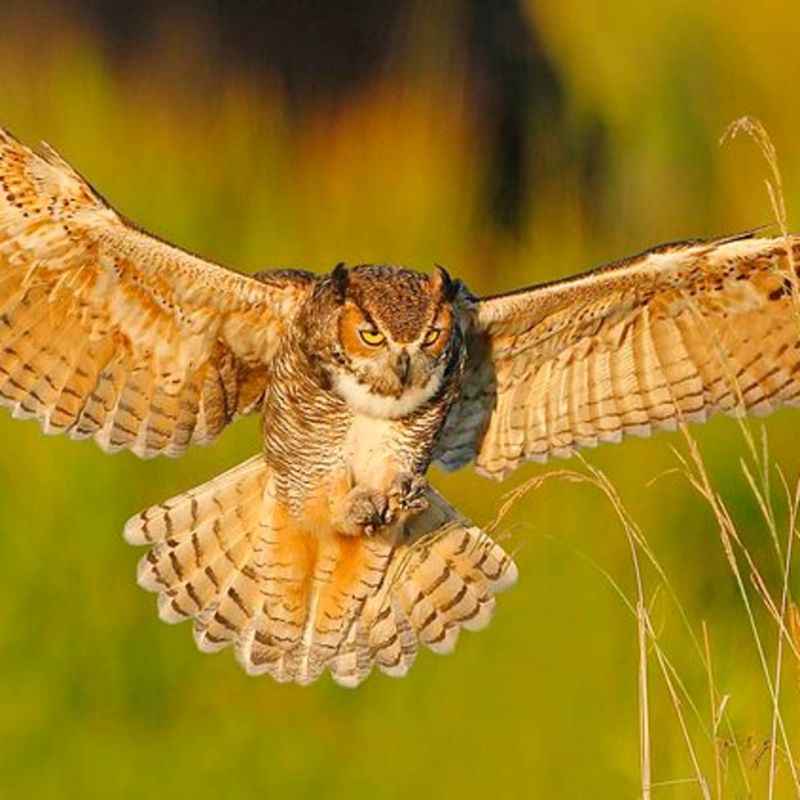 The Owl's Quiet Tailwinds