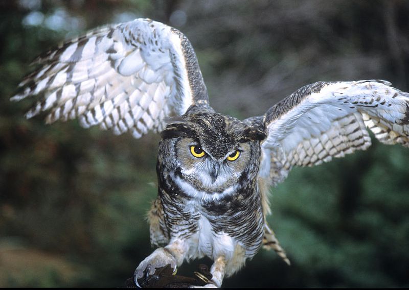 Wing Shape Magic