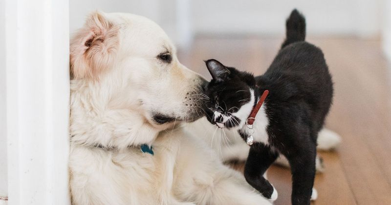 Skip The Face-To-Face Greeting