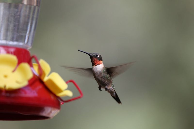 Migration Timing Myths