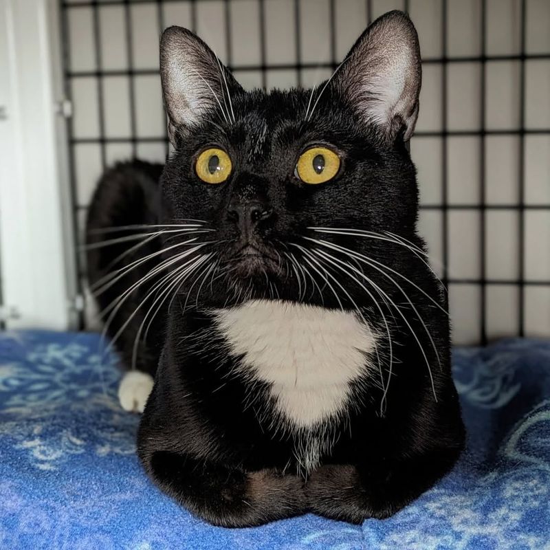 Feline Color Bias