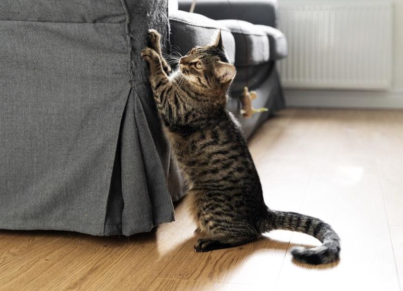 Territorial Scratches