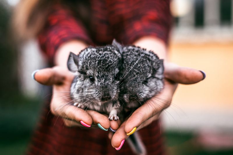 Chinchilla