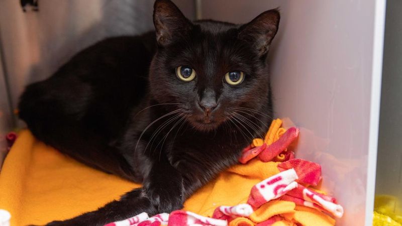 Black Cat Stigma