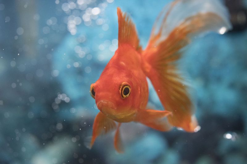 Feral Goldfish