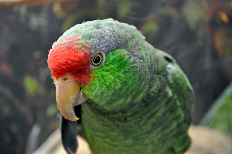 Feral Parrots