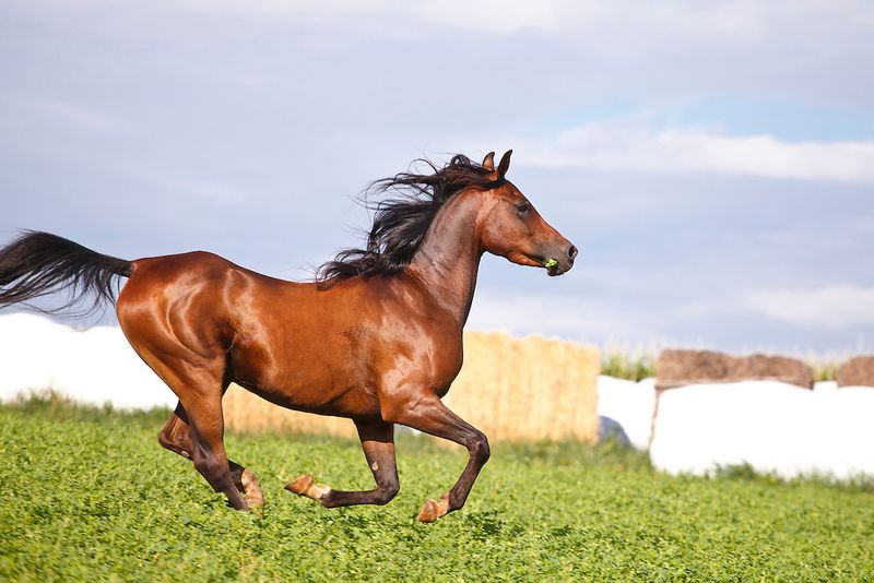 Horses