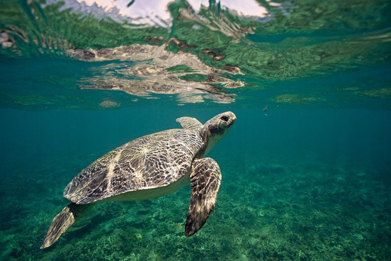 Turtles: Slow But Sensitive