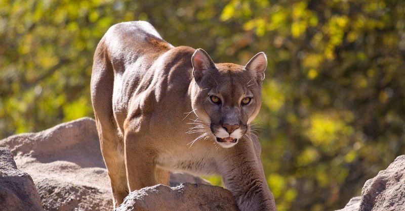 Mountain Lion