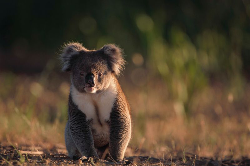 Koala In Aboriginal Culture