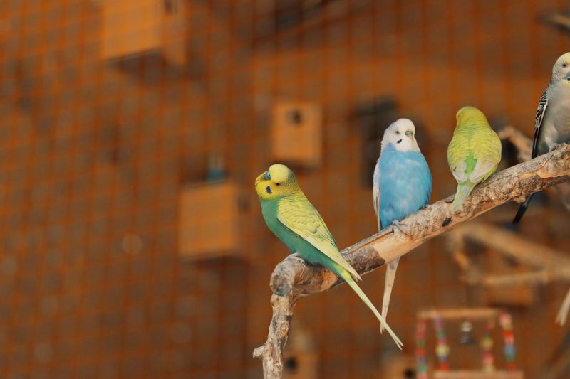 Birds