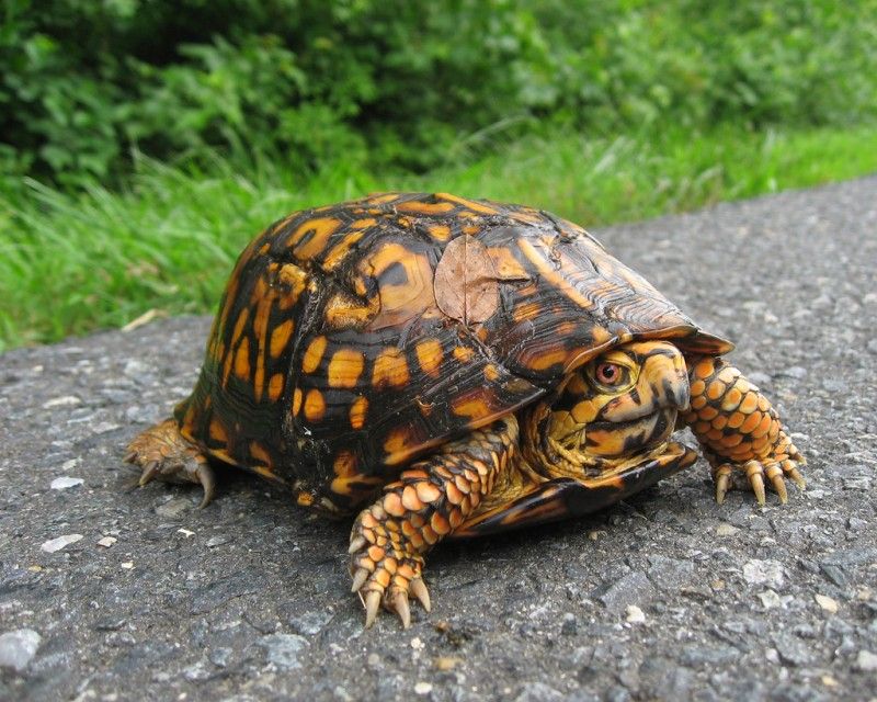 Turtles
