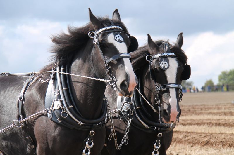 Shire Horse