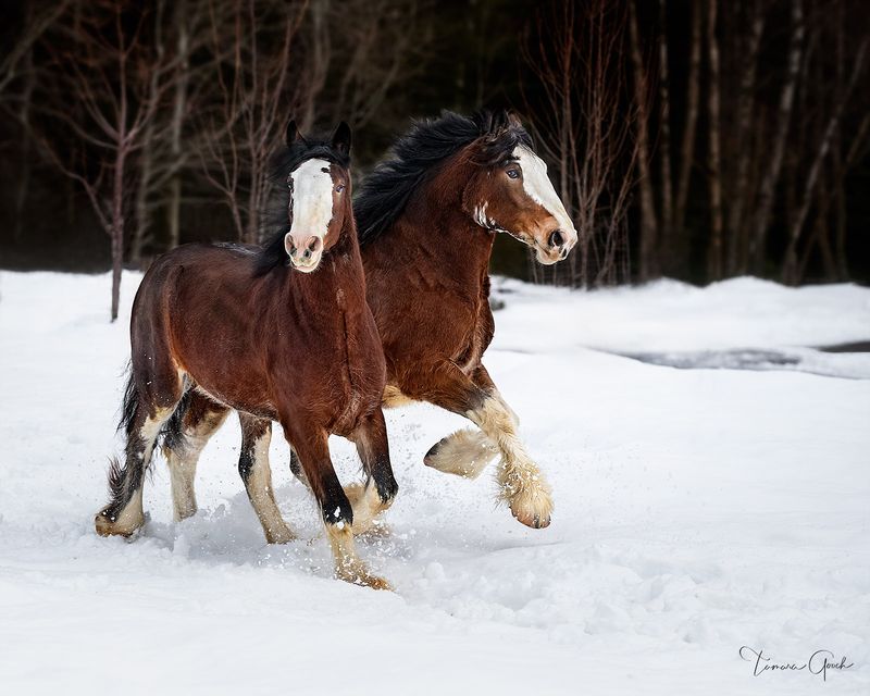 Clydesdale