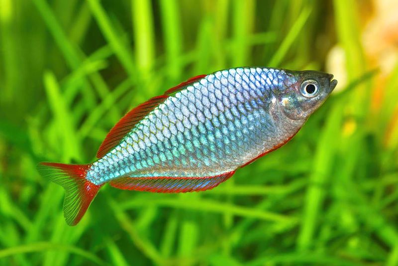 Rainbow Fish