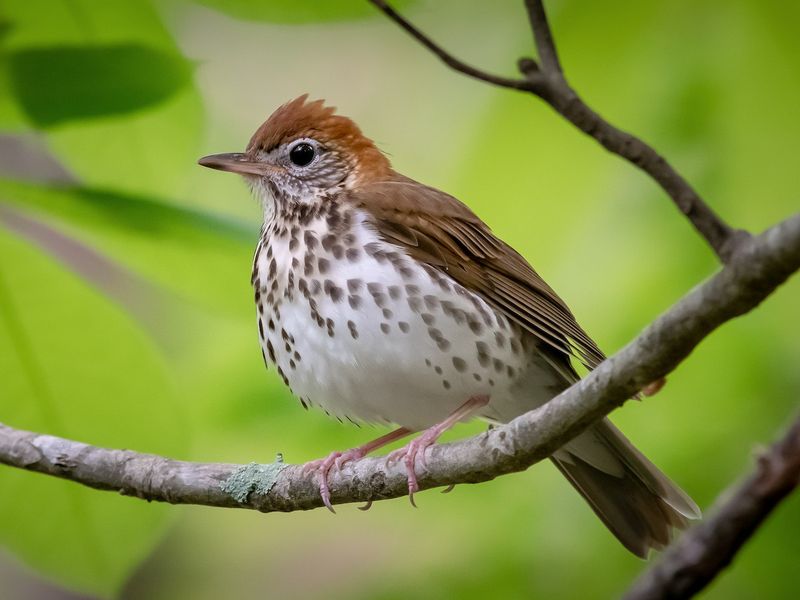 The Woodland Flutist