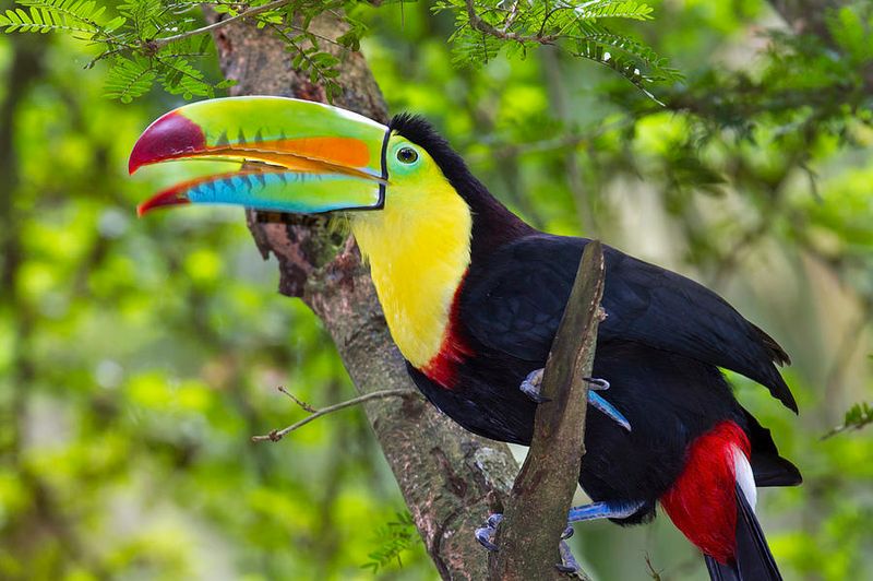Keel-billed Toucan