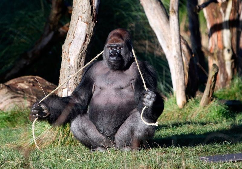 The Gorilla's Tea Party