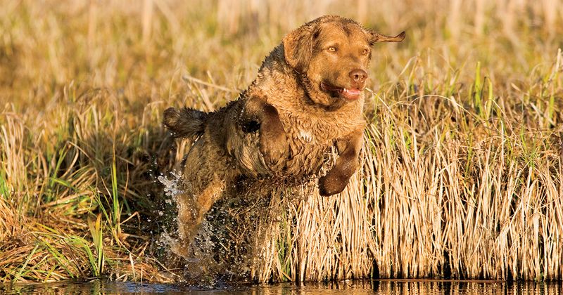 Chesapeake Bay Retriever