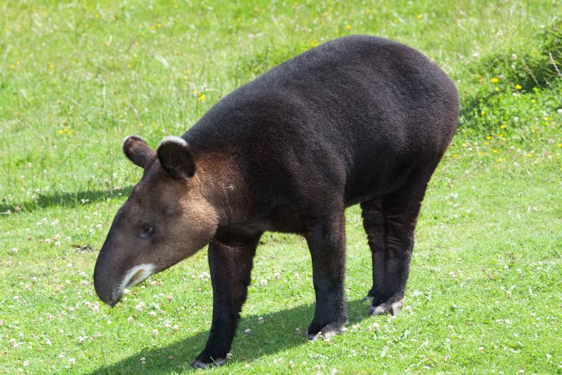 Thick Skin