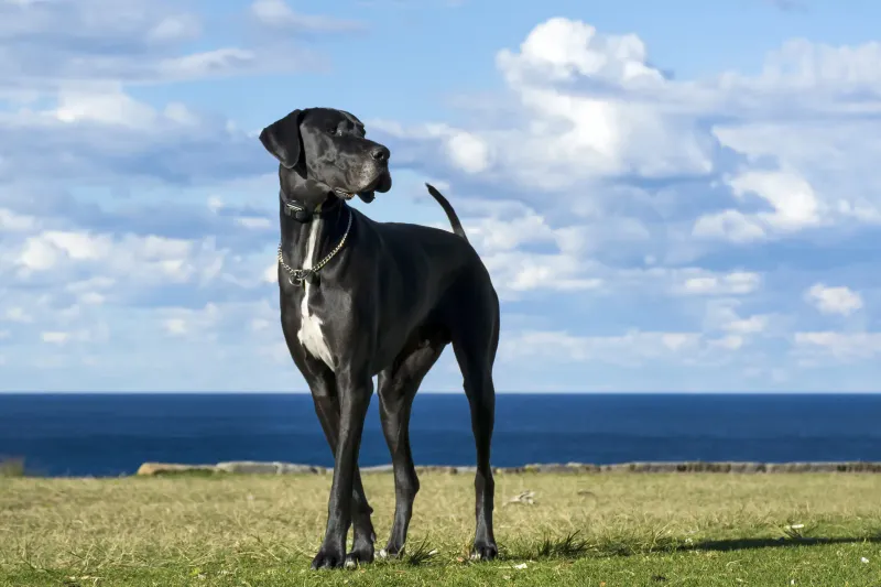 Pennsylvania - Great Dane