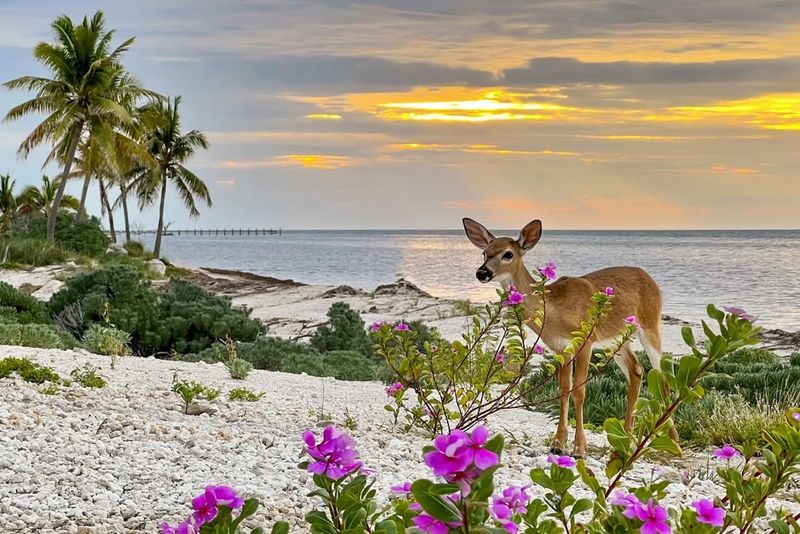 Key Deer