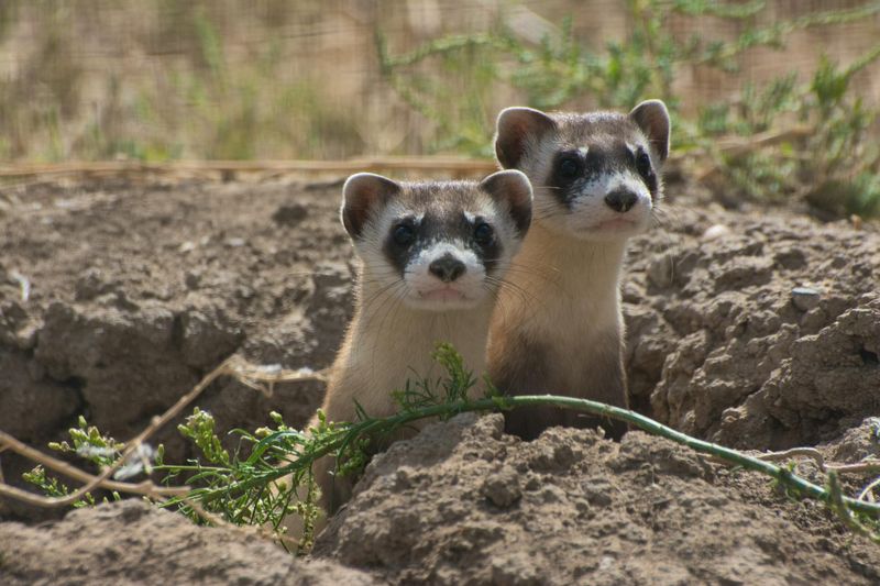 Black-Footed Ferret