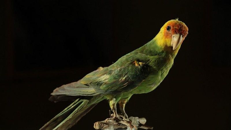Carolina Parakeet