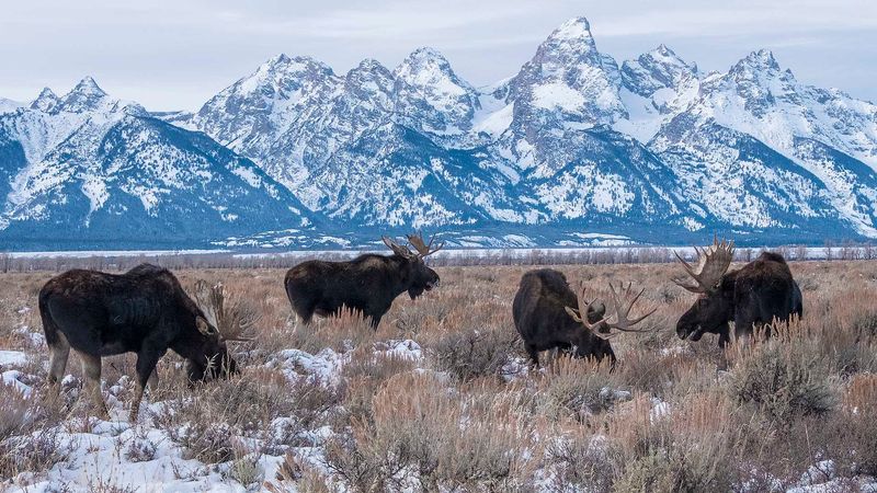 Wyoming: Wildlife Spotting Heaven