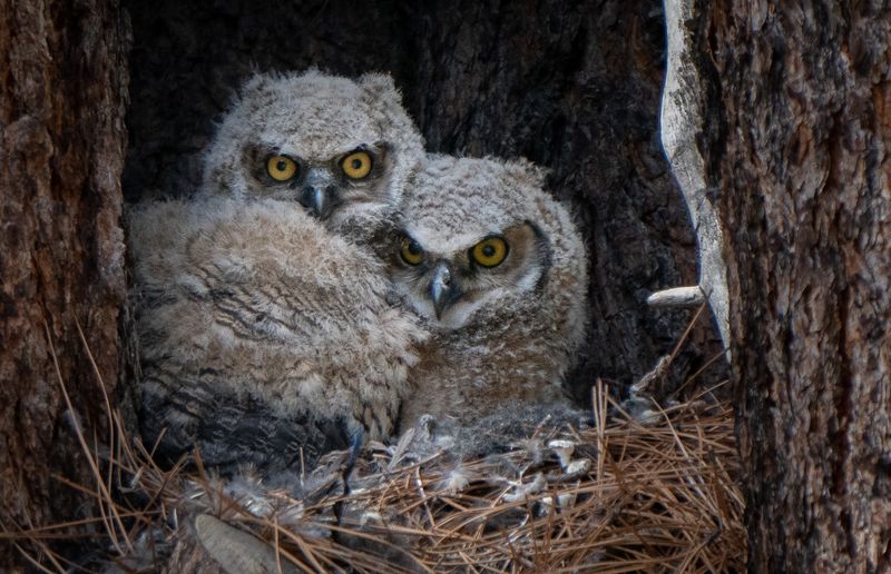 Wide-Eyed Owlets